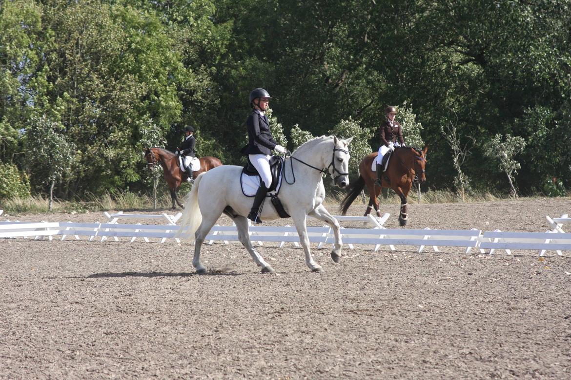 Connemara Elmely's Dun Jackoo - Bornholms mesterskaberne i dressur 2018 D. 12/8  billede 7