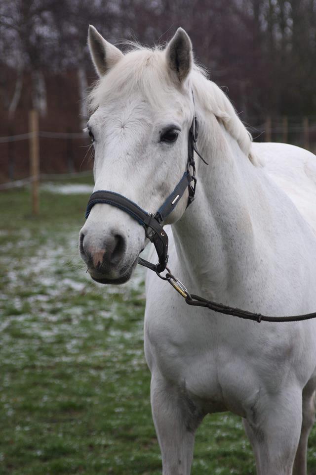 Connemara Elmely's Dun Jackoo - D. 3/2 2019 billede 8