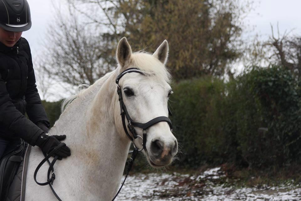 Connemara Elmely's Dun Jackoo - På vej i skoven D. 3/2 2019 billede 9