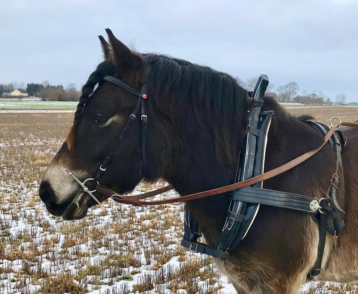 Nordsvensk Skovhest Ry's Zally - 03.02.19 billede 2
