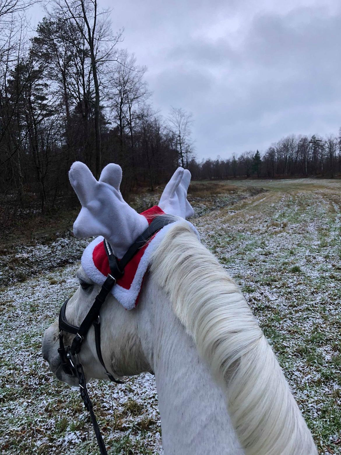 Connemara Elmely's Dun Jackoo - Jackoo og jeg på jule tur i skoven D. 24/12 2018 billede 10