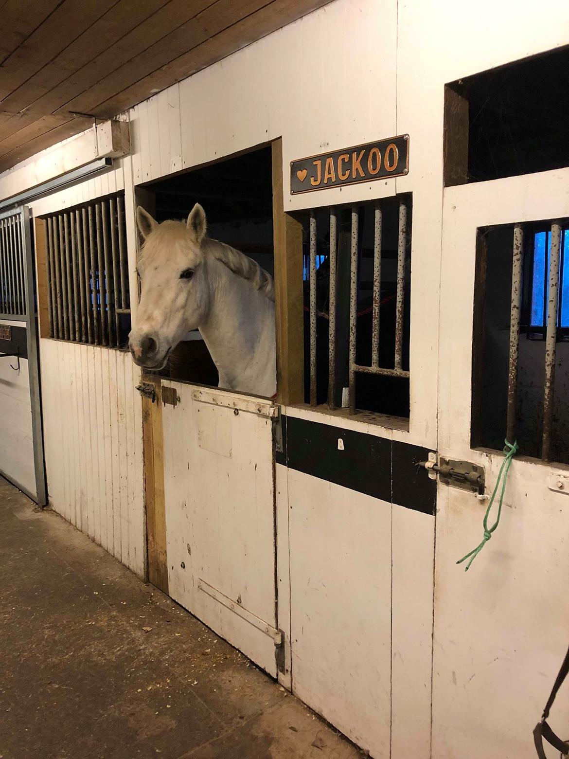 Connemara Elmely's Dun Jackoo - Jackoo i sin boks <3 billede 11