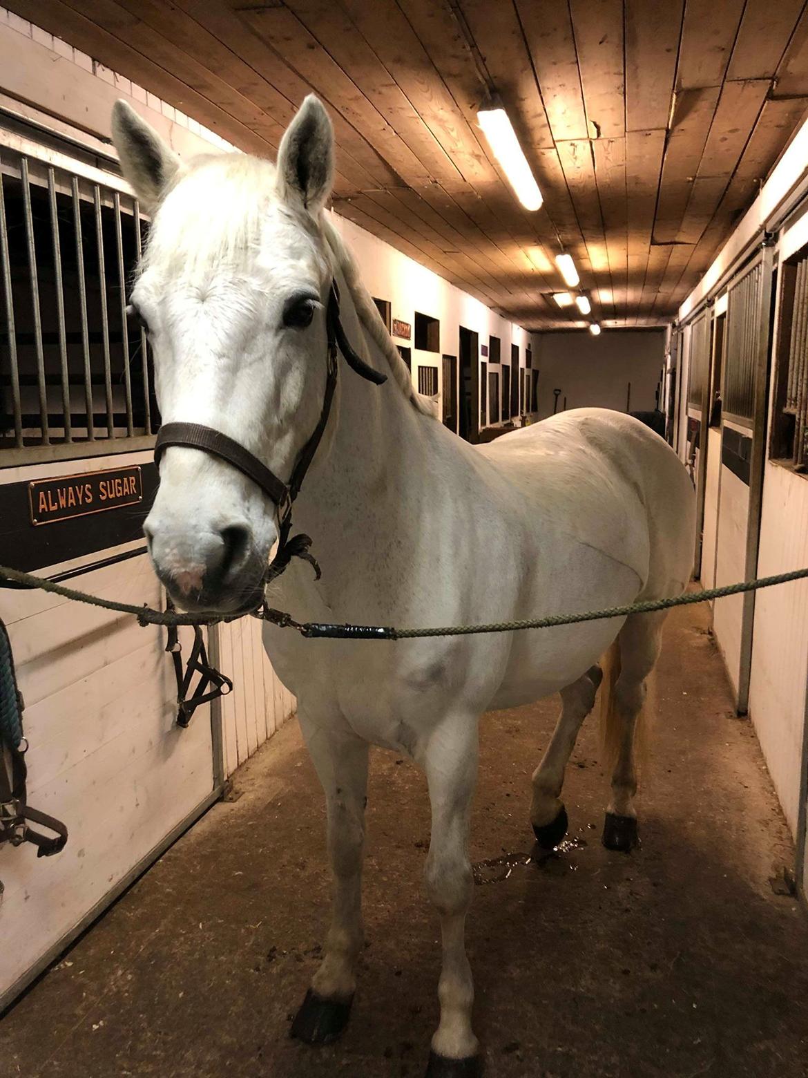 Connemara Elmely's Dun Jackoo billede 13