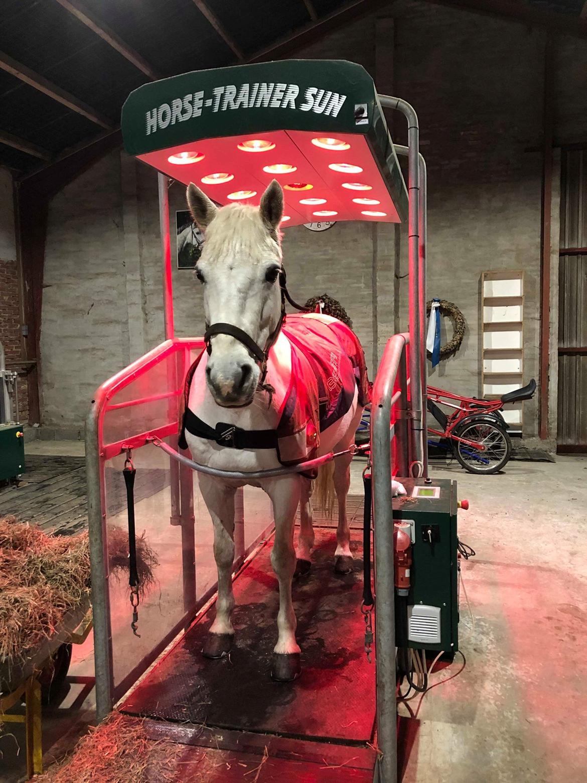 Connemara Elmely's Dun Jackoo - Jackoo på vibrationsgulv  billede 15