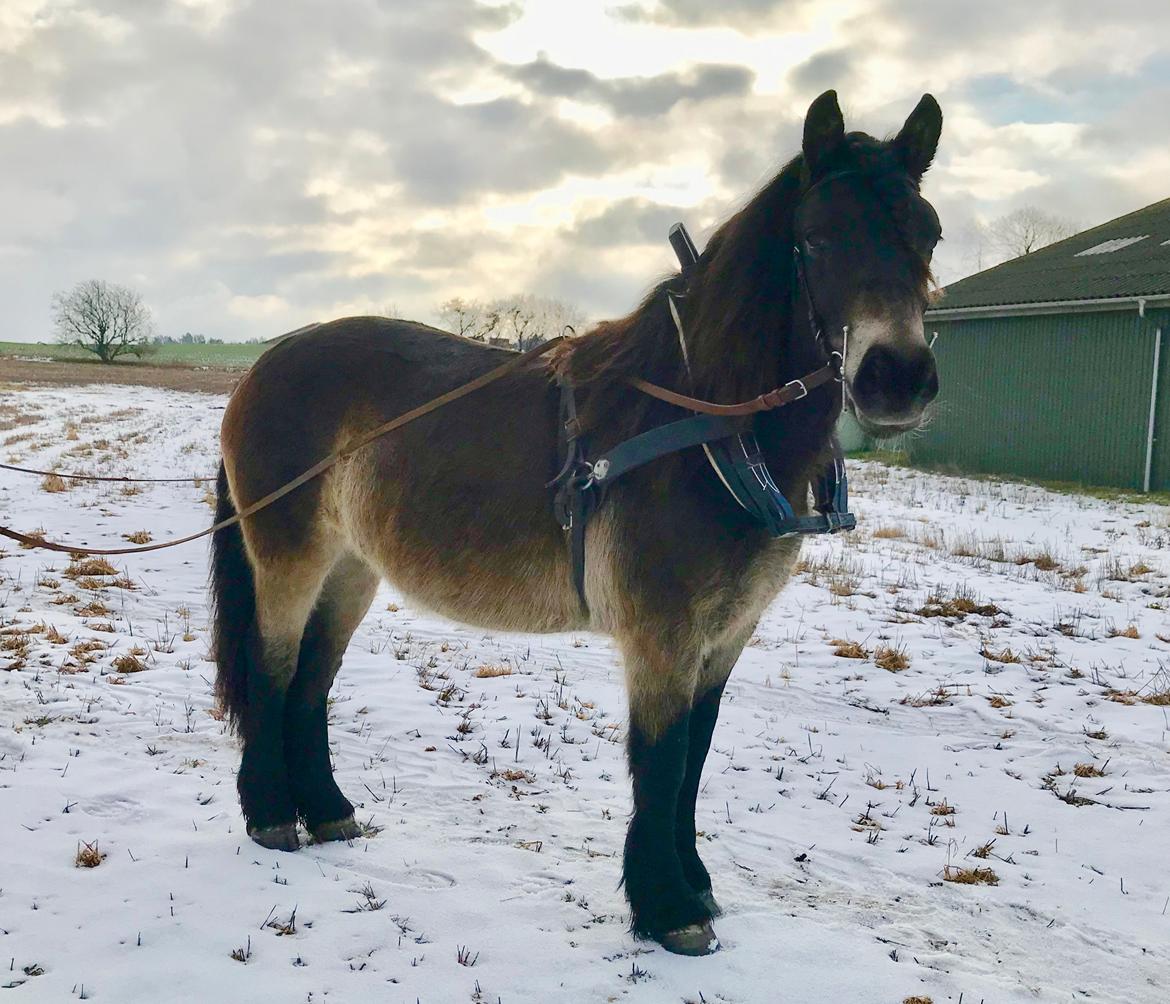 Nordsvensk Skovhest Ry's Zally - 03.02.19 billede 17
