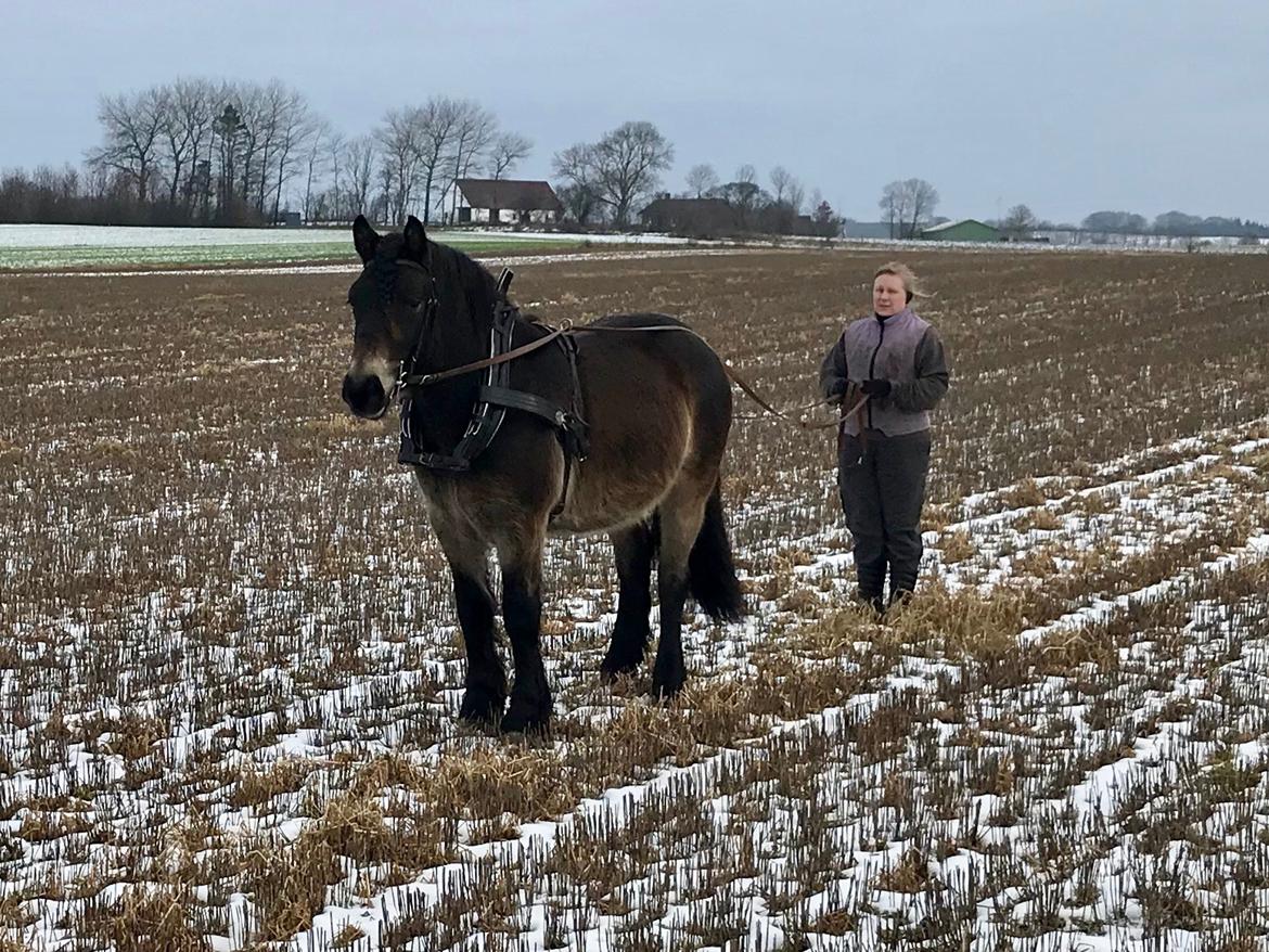 Nordsvensk Skovhest Ry's Zally - 03.02.19 billede 18