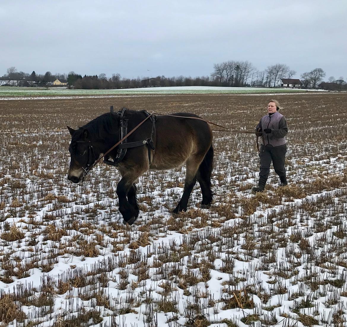 Nordsvensk Skovhest Ry's Zally - 03.02.19 billede 19
