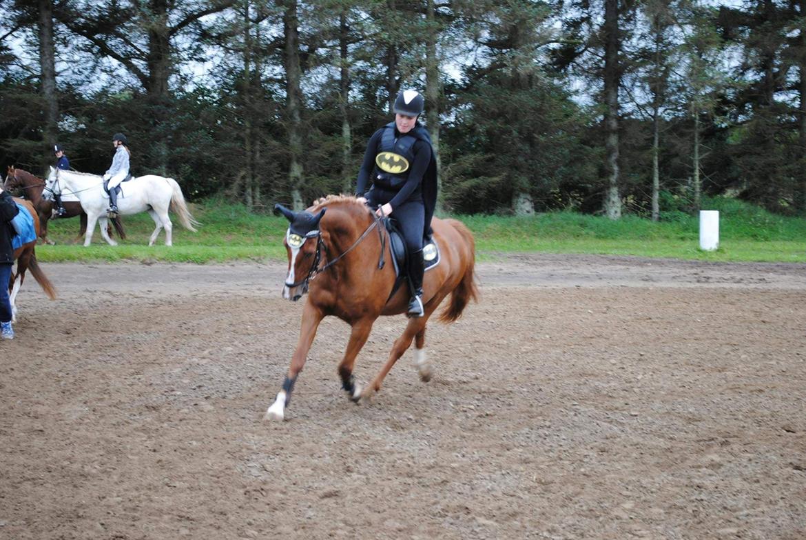 Frederiksborg Casio - Hesten i fokus 2017 billede 16