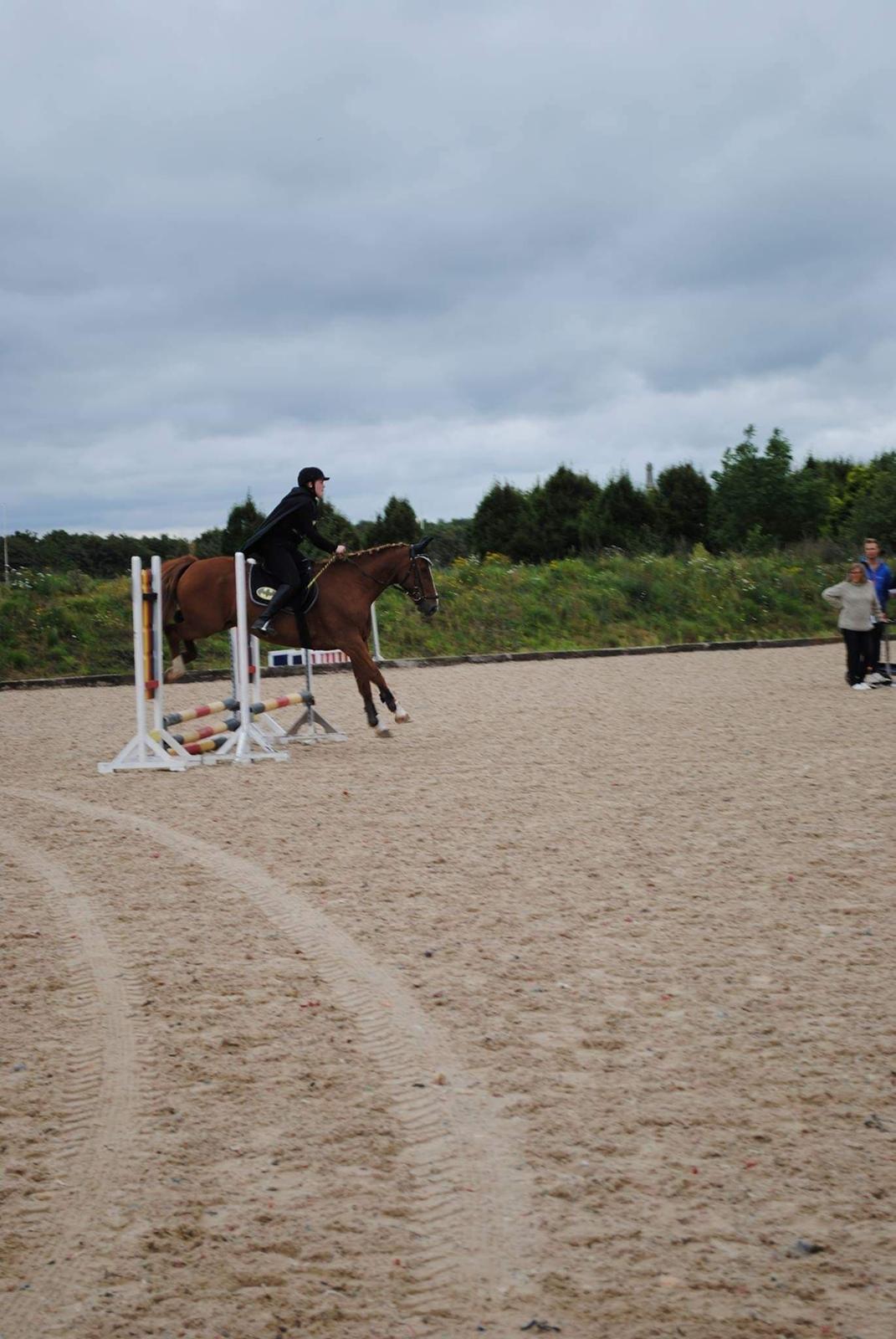 Frederiksborg Casio - hesten i fokus 2017 billede 17