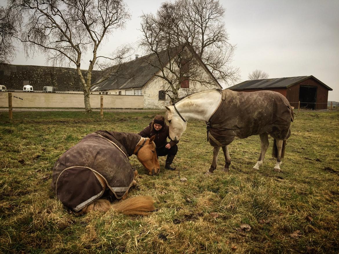 Anden særlig race Bubie (Bella II) billede 16