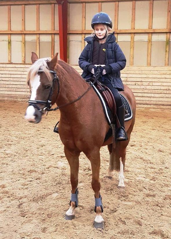 Welsh Pony (sec B) Clausholm Lady Java (dnk) billede 13