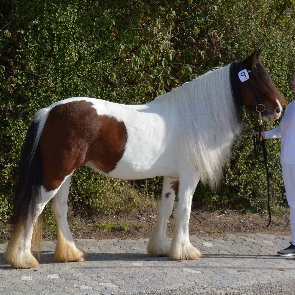 Tinker Satin´s Acacia billede 11