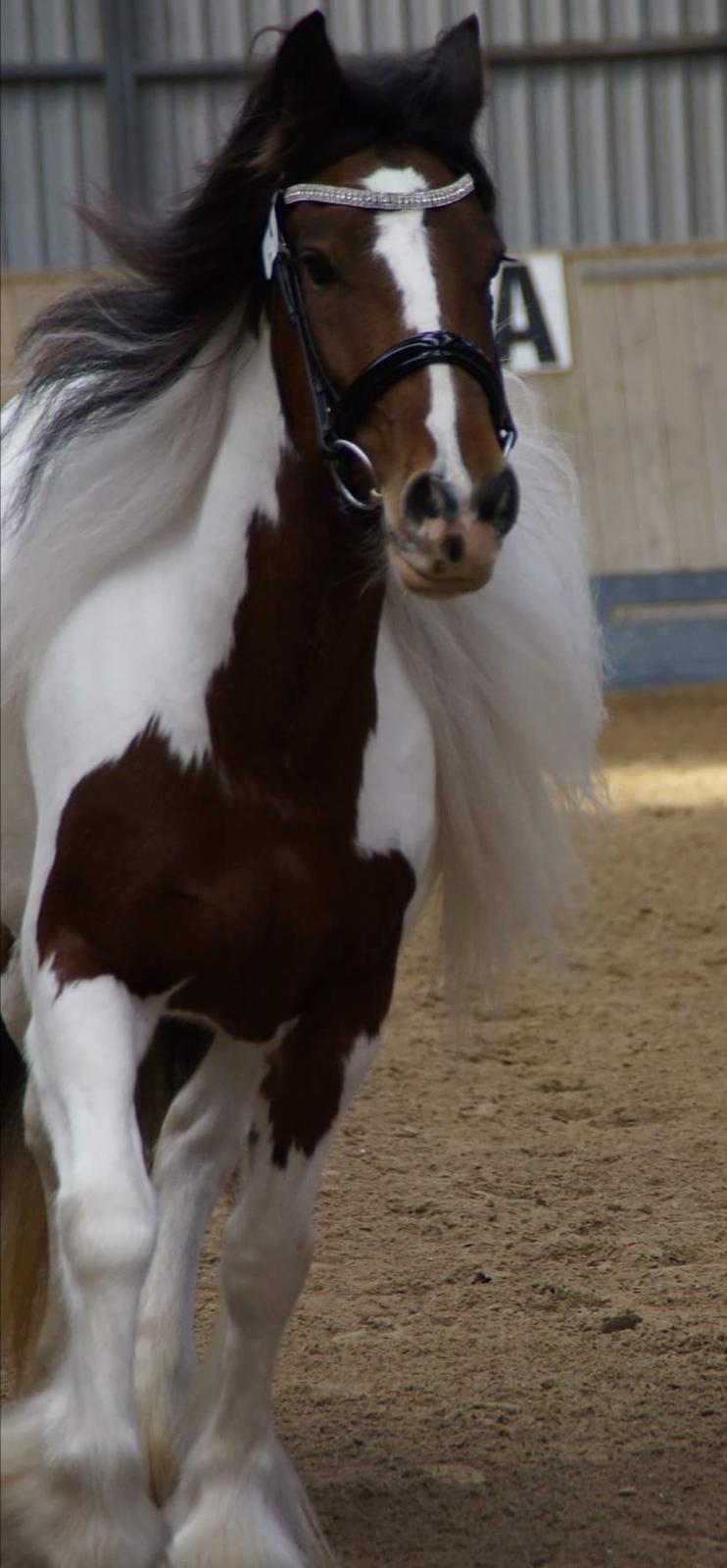 Tinker Satin´s Acacia billede 12