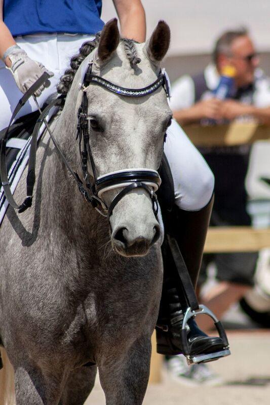 DSP Toftegaards Gurlie (1/3 b-pony i 2019) - Gurlie på Roskilde Dyrskue 2018. Gangatkonkurrence, nr. 5 ud af 30 heste og ponyer. billede 6