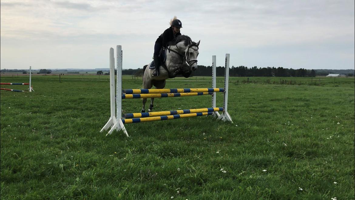 DSP Toftegaards Gurlie (1/3 b-pony i 2019) billede 9