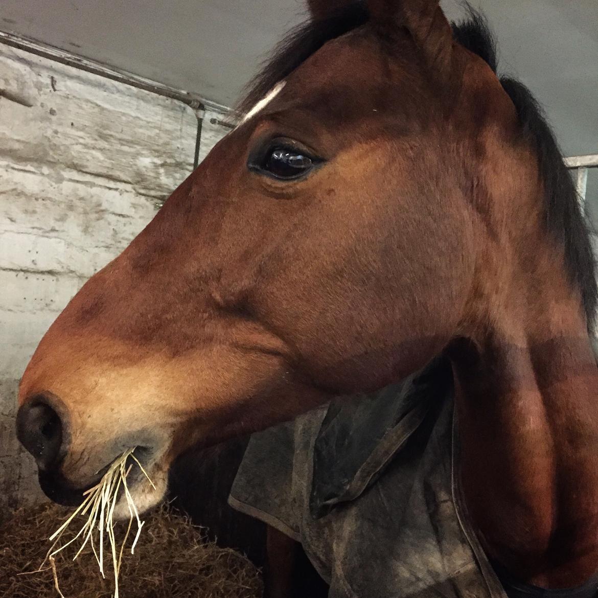Dansk Varmblod Zarra's Annakonda {Himmelhest} billede 5