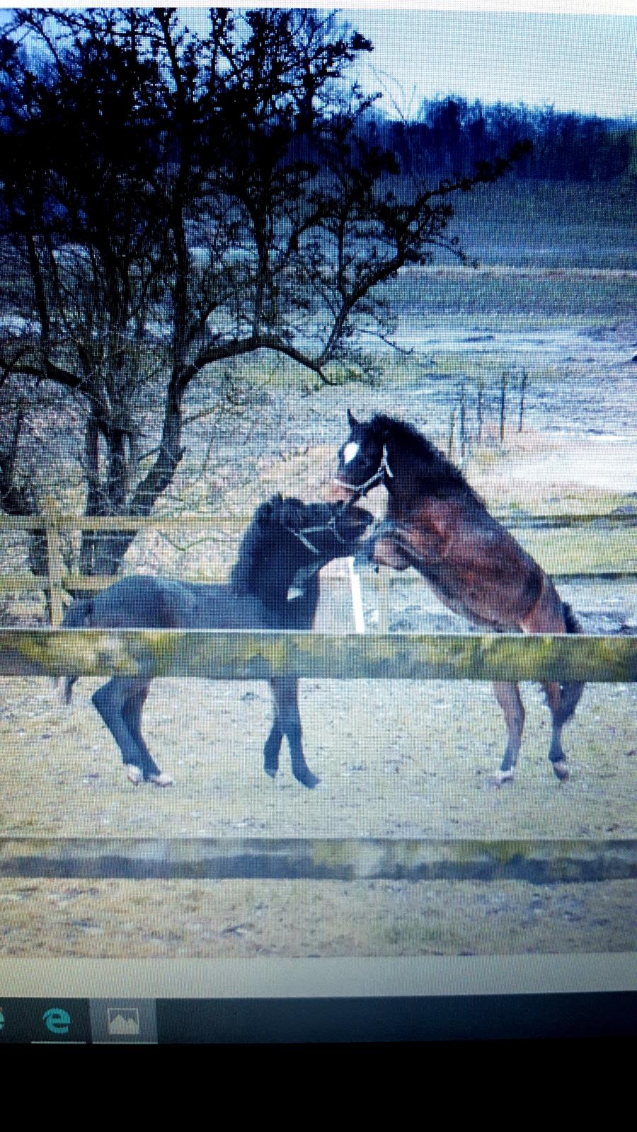 New Forest Flintdales ivor billede 14