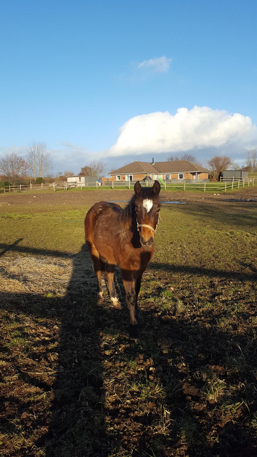 New Forest Flintdales ivor billede 12