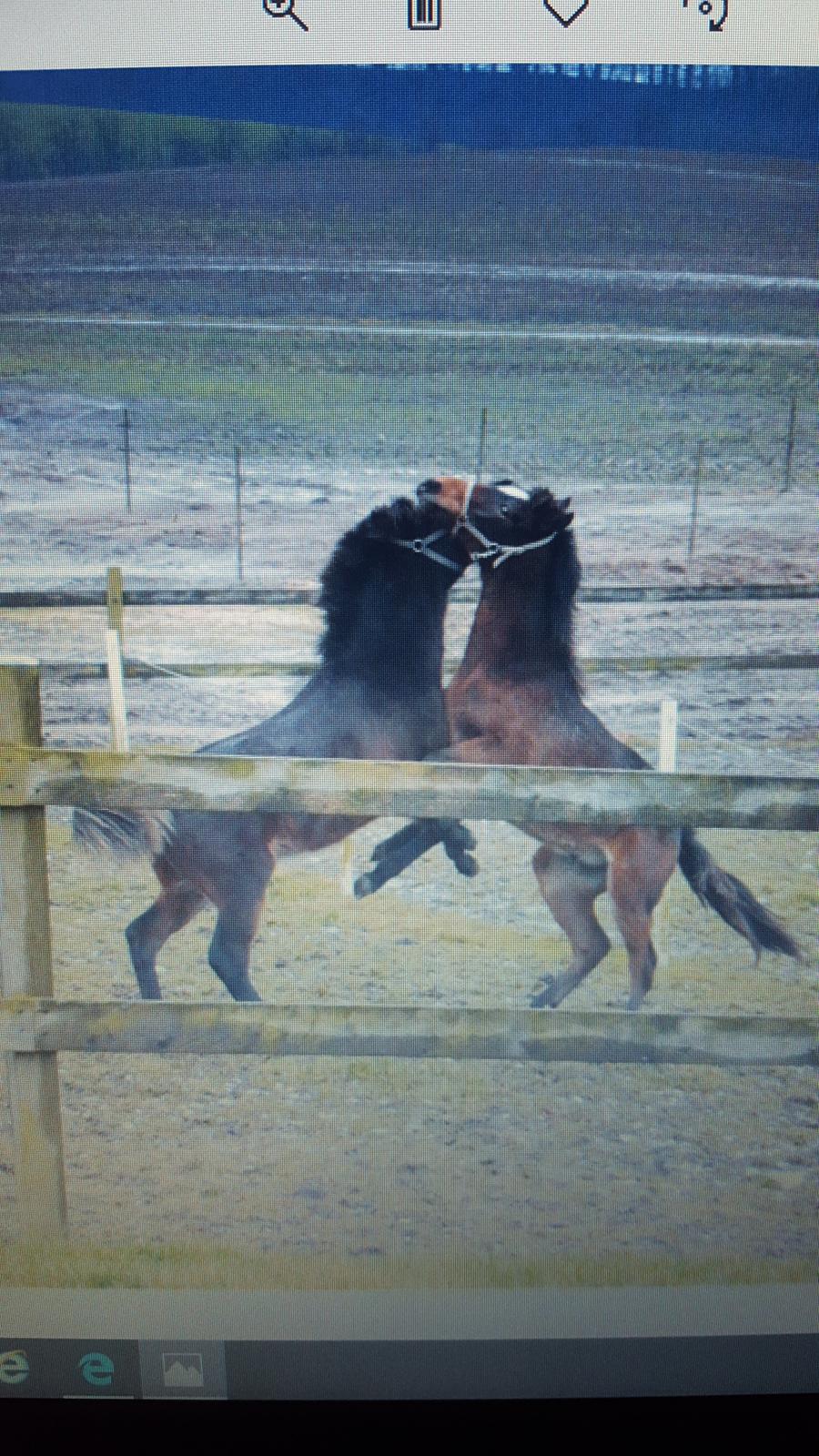 New Forest Flintdales ivor billede 13