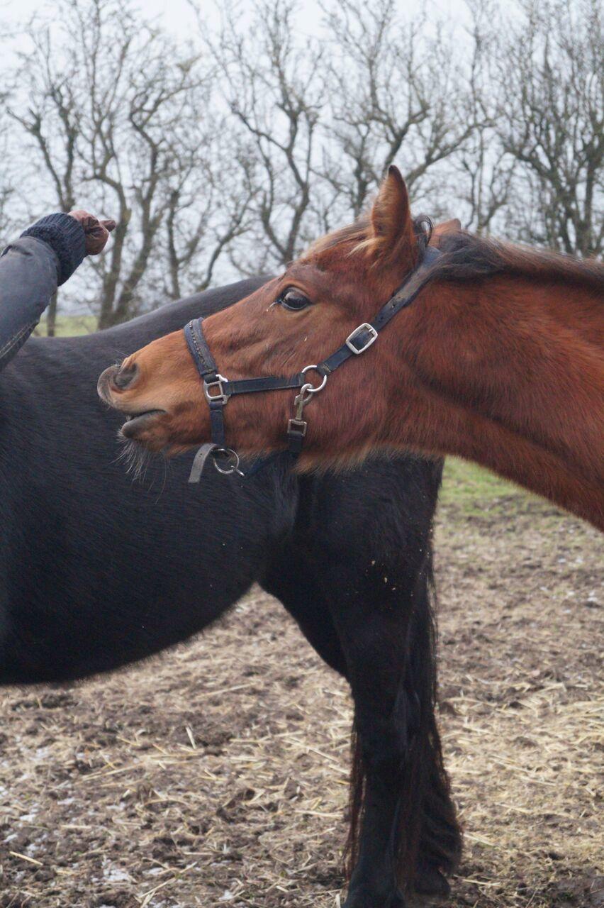 Hollandsk Varmblod Napoleon billede 15