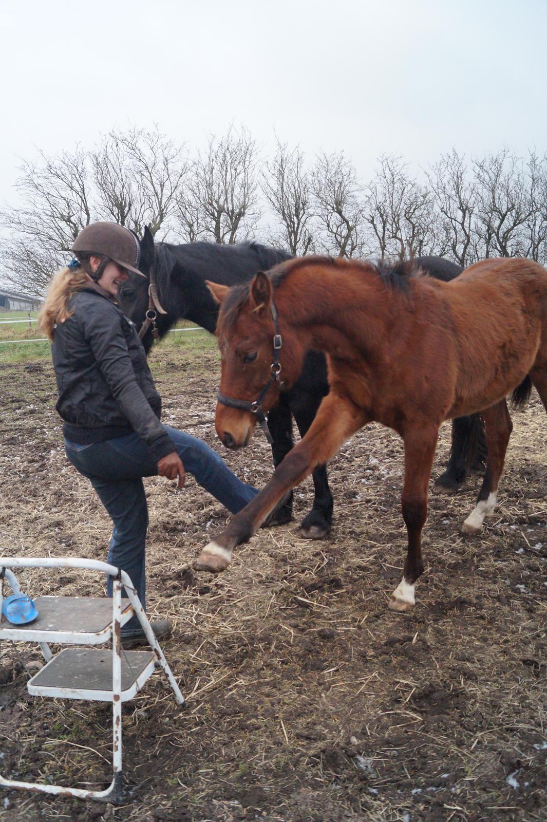 Hollandsk Varmblod Napoleon billede 16