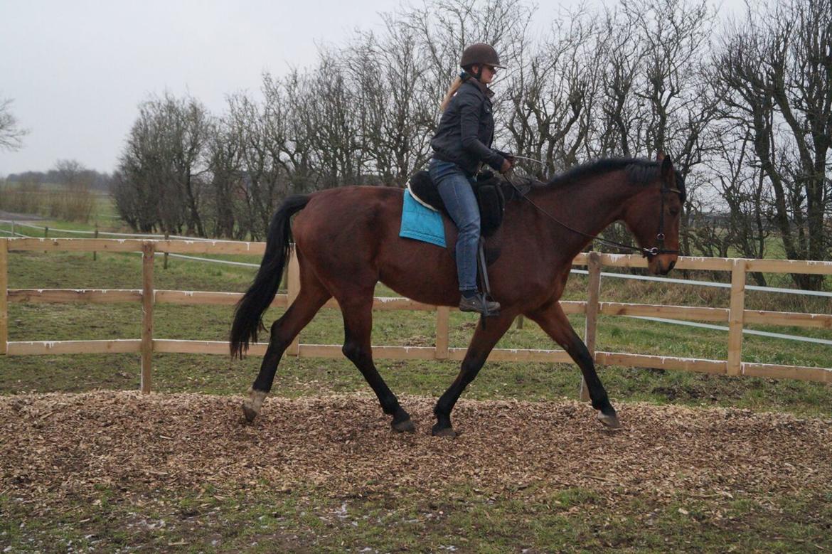 Hollandsk Varmblod Gumosa billede 9