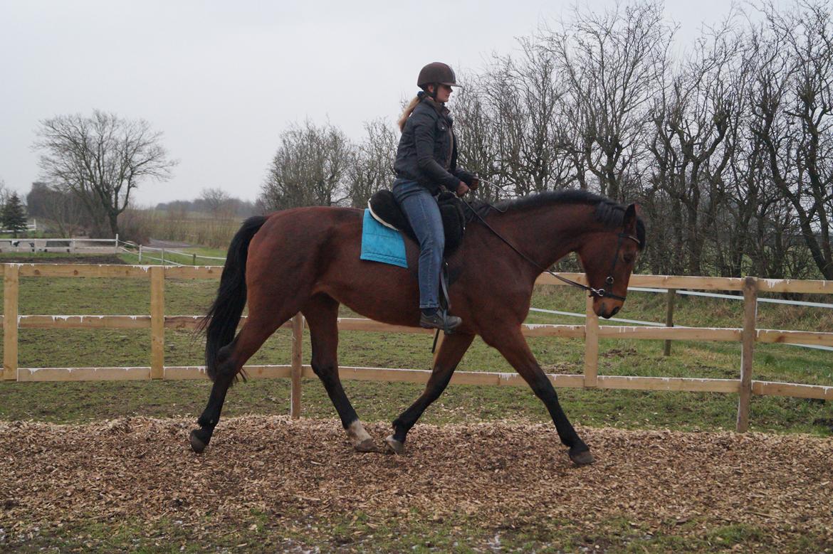 Hollandsk Varmblod Gumosa billede 10