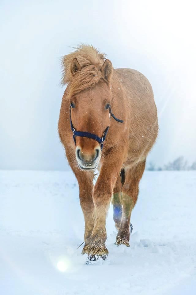 Anden særlig race Aslan - Aslan 1 år og 7 mdr billede 2