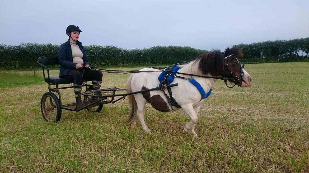 Miniature Pepsi billede 2