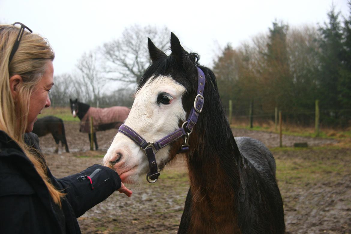 Welsh Cob (sec D) Bøgehøj's Miss Jardore billede 7