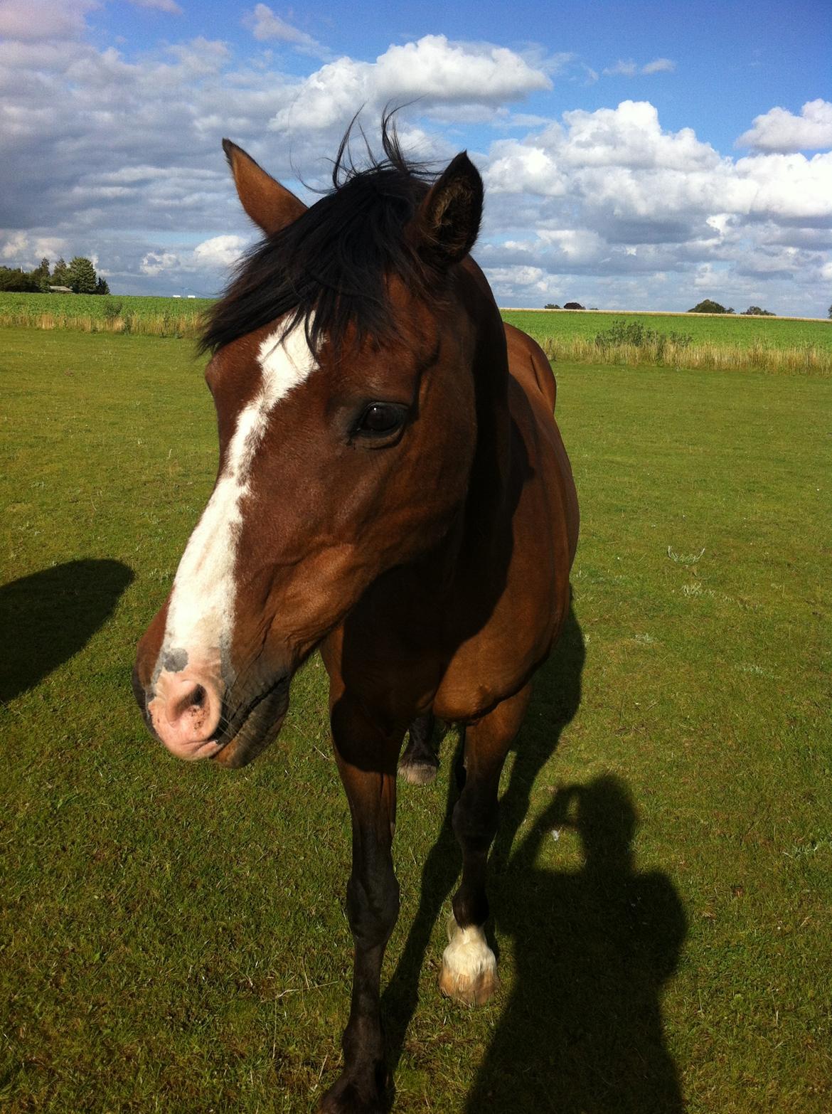 Welsh Partbred (Sec F) Marcel la marrone billede 3