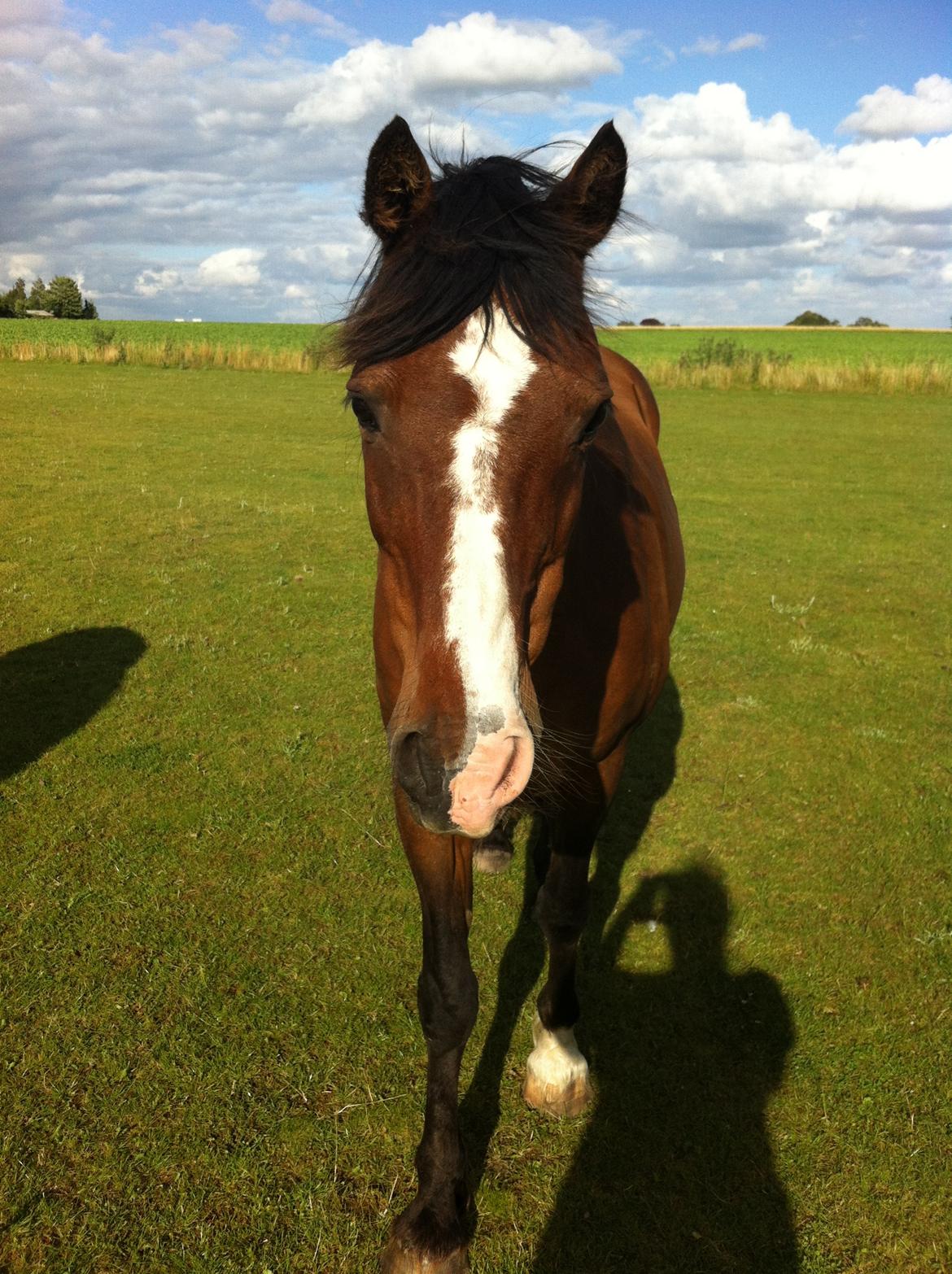 Welsh Partbred (Sec F) Marcel la marrone billede 4