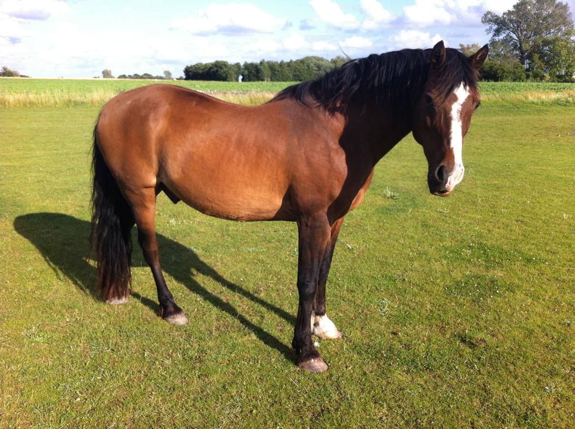 Welsh Partbred (Sec F) Marcel la marrone billede 5