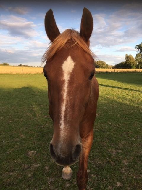 Welsh Cob (sec D) Miss Robina billede 2