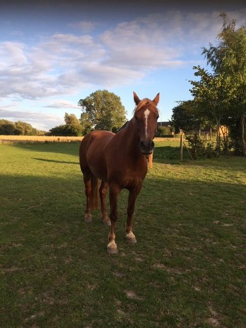 Welsh Cob (sec D) Miss Robina billede 4