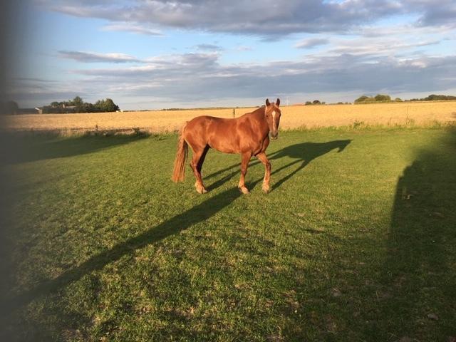 Welsh Cob (sec D) Miss Robina billede 6