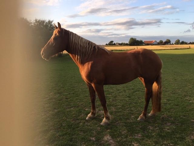 Welsh Cob (sec D) Miss Robina billede 8