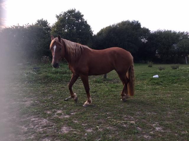 Welsh Cob (sec D) Miss Robina billede 15