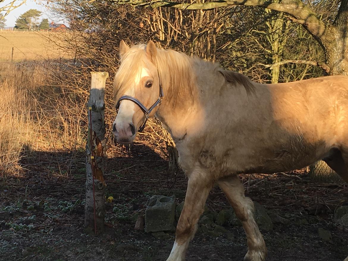 Welsh Cob (sec D) Melanders Will Turner  * Avlshingst* billede 10