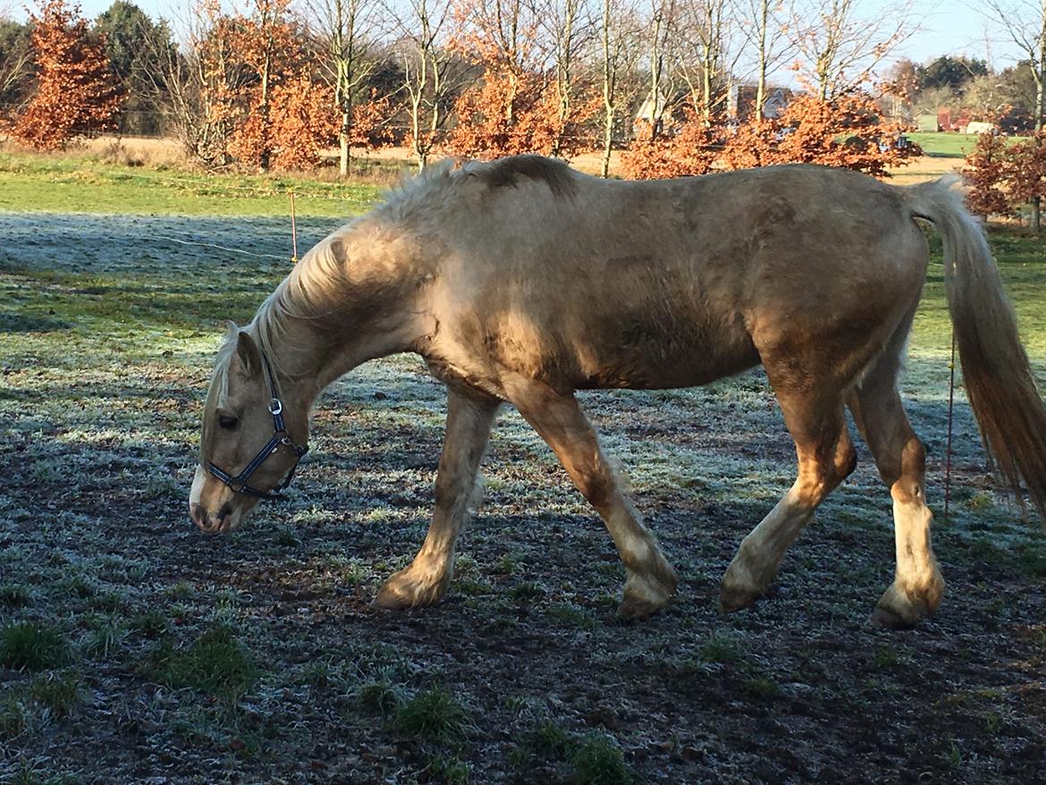 Welsh Cob (sec D) Melanders Will Turner  * Avlshingst* billede 13