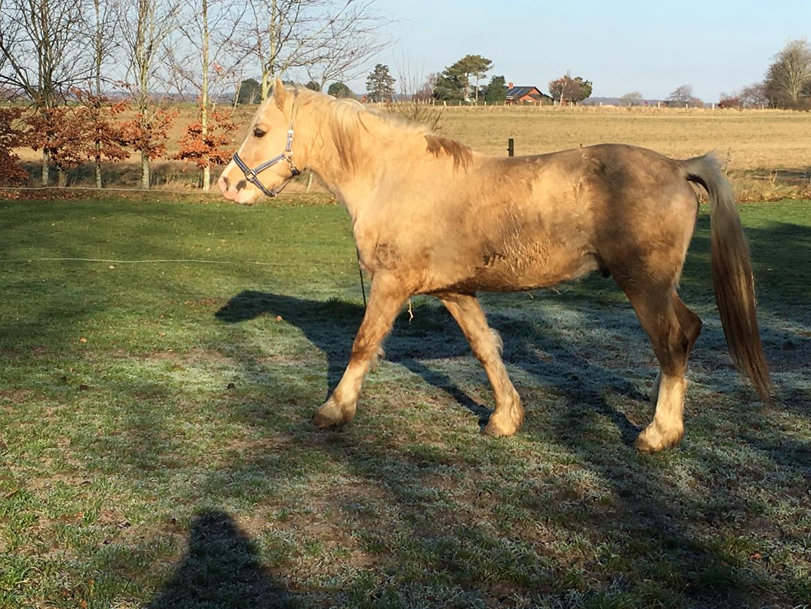 Welsh Cob (sec D) Melanders Will Turner  * Avlshingst* billede 17