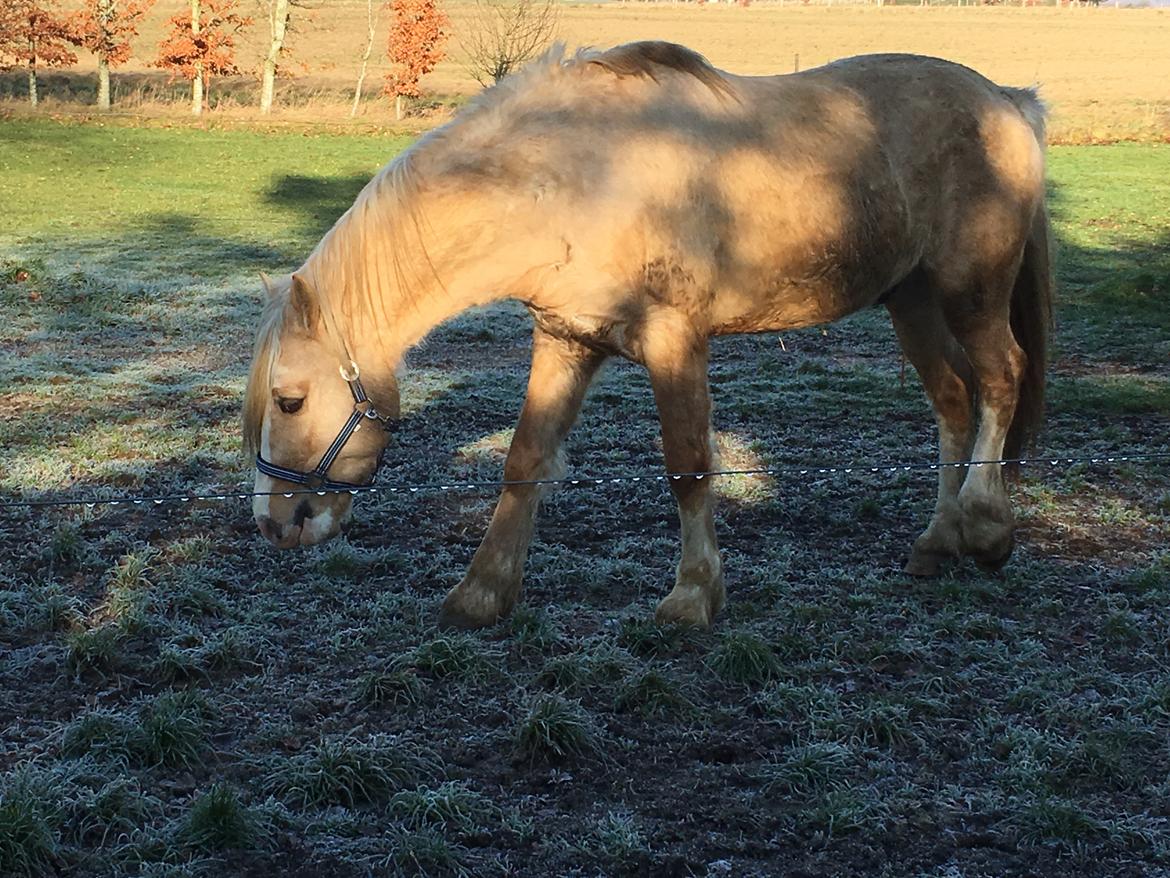 Welsh Cob (sec D) Melanders Will Turner  * Avlshingst* billede 16