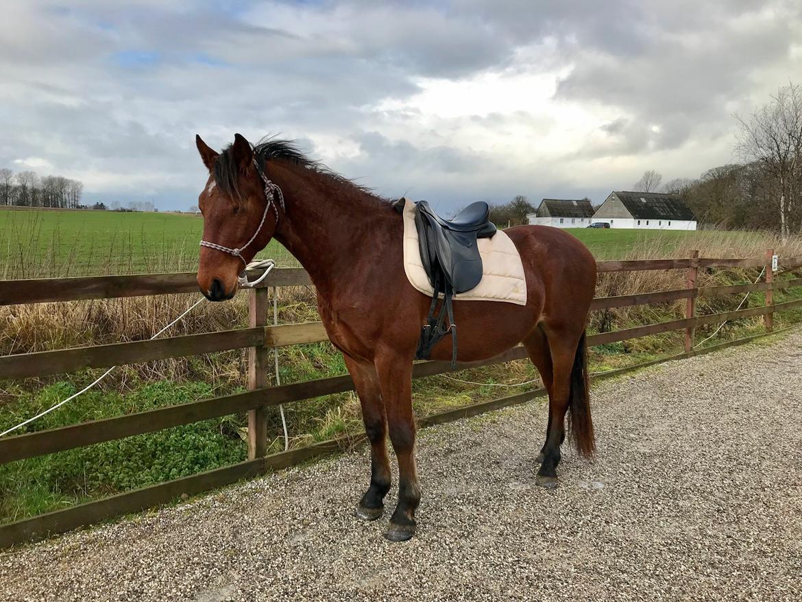 Frederiksborg Toby A Bjældsø - Kun anden gang med sadel på. 09-02-2019 billede 10