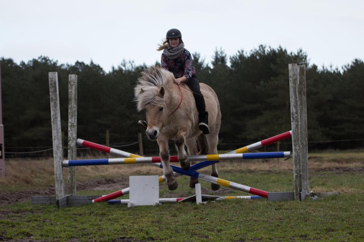 Fjordhest Kastanielystens Spunk billede 16