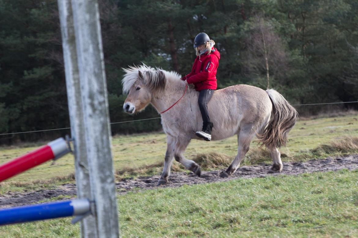 Fjordhest Kastanielystens Spunk billede 18