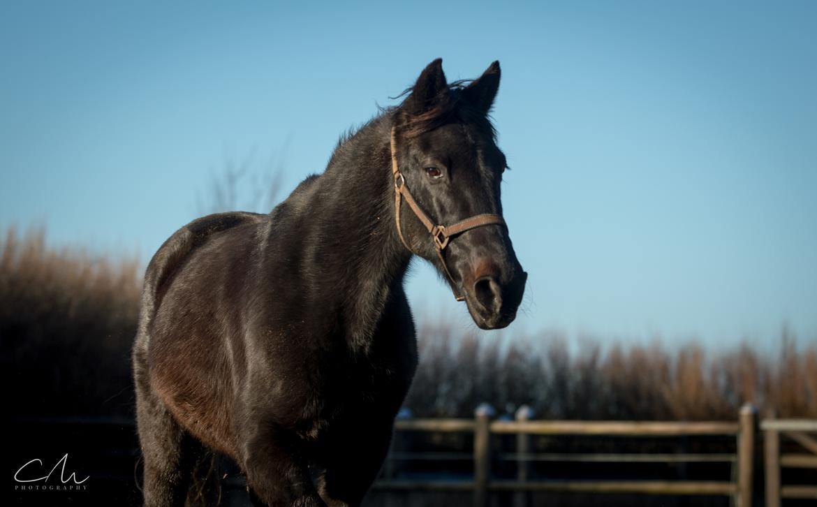 Traver Falmingo billede 5