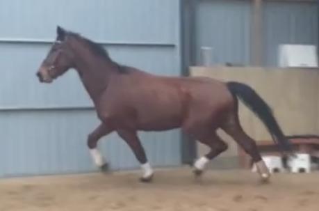 Dansk Varmblod Respect's Don Romanic billede 16