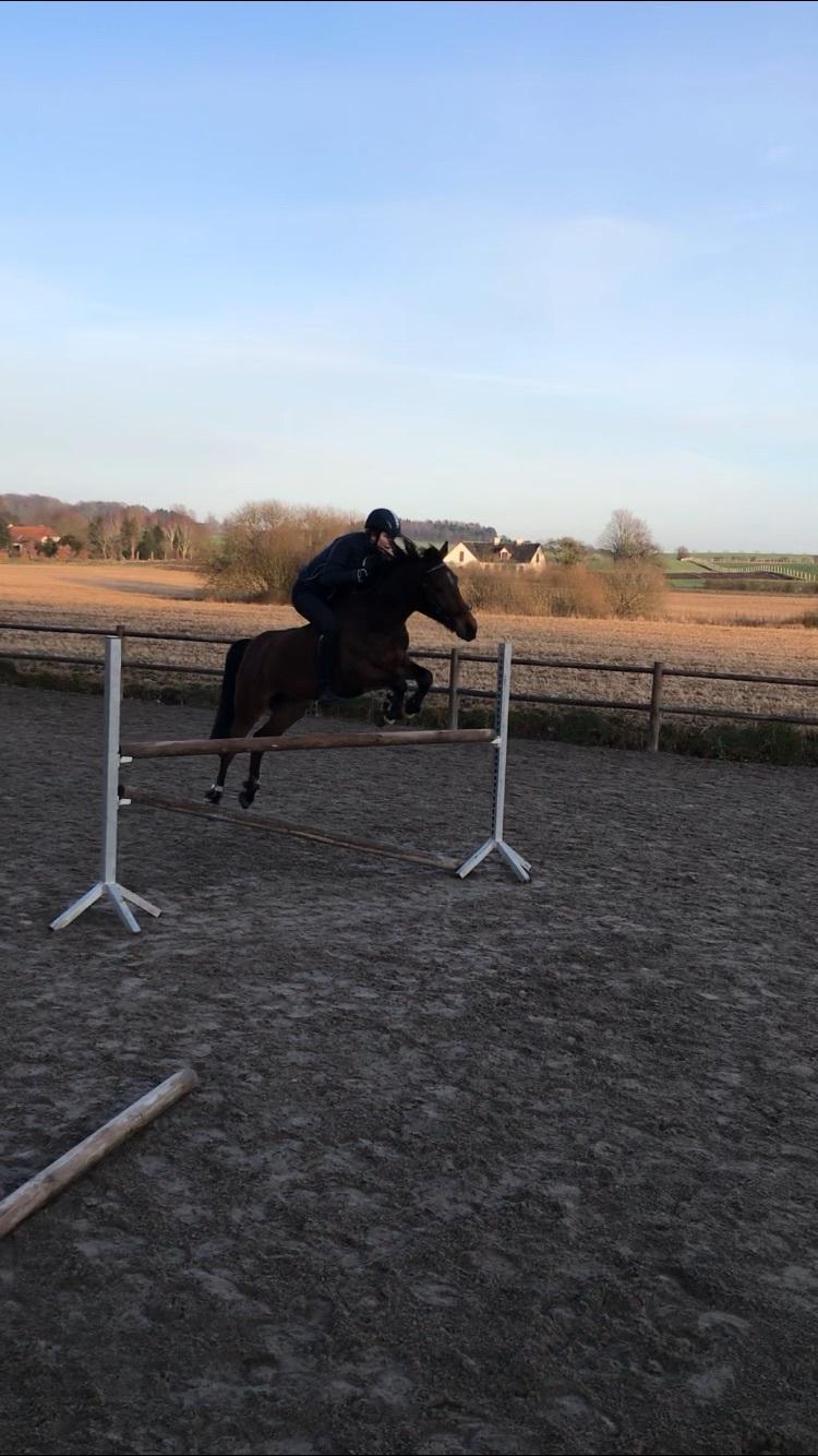 Anden særlig race Helena billede 4