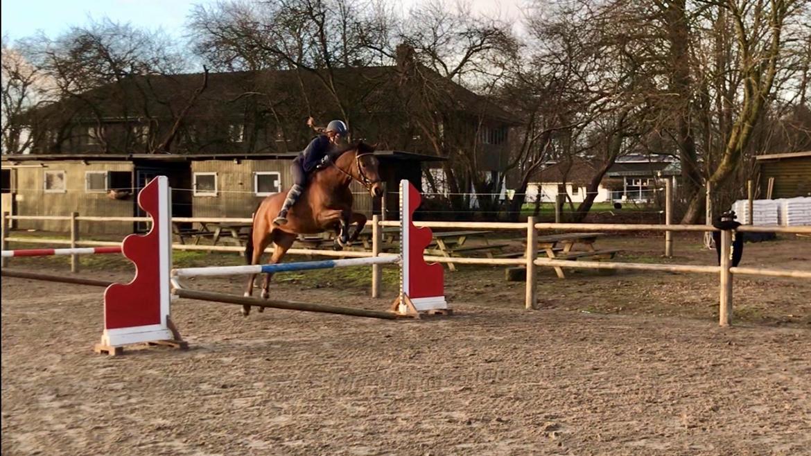 Anden særlig race Helena billede 2