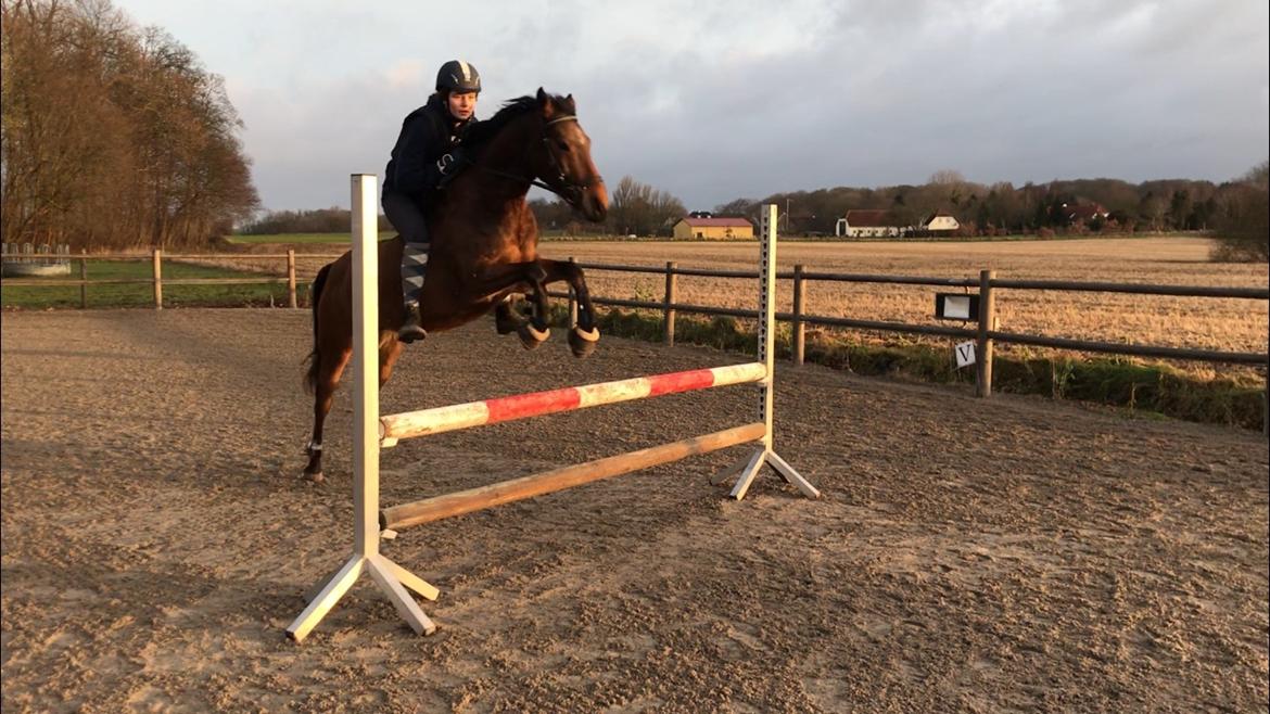 Anden særlig race Helena billede 6